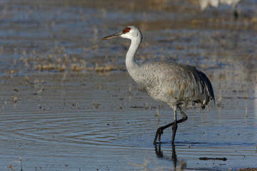 Sandhill crane, Grus canadensis