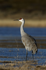 Sandhill crane, Grus canadensis