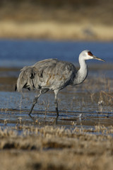 Sandhill crane, Grus canadensis