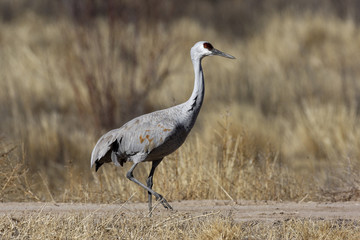 Sandhill crane, Grus canadensis