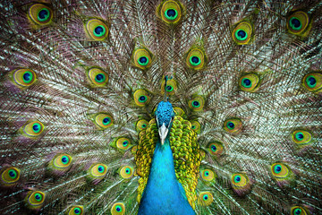 Peacock closeup on a background of feathers