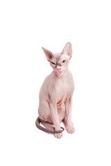 Licked sphinx cat on a white background