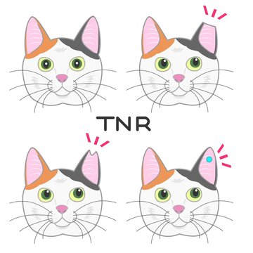 耳カット、TNR運動