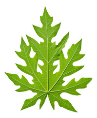 Papaya leaf isolated