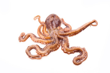 Octopus on white background