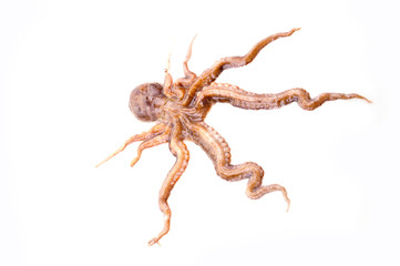 Octopus on white background