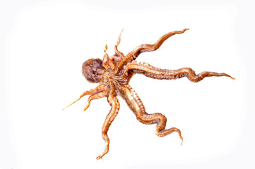 Octopus on white background