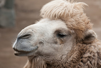 Camelus ferus bactrianus known as Bactrian or Domestic camel