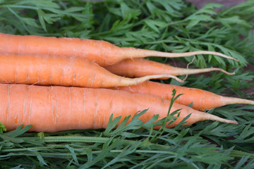 carrots with tops