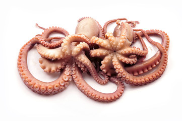 Octopus on white background