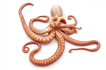 Fotobehang Octopus on white background © qiujusong