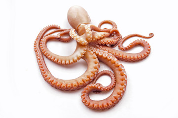 Octopus on white background
