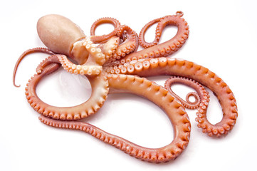 Octopus on white background