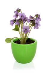 Naklejka na ściany i meble Sweet violet (Viola odorata) in pot