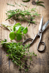 fresh herbs on wooden background