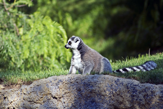 Lemur