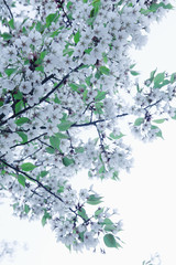 Cherry blossom tree and branches against the sky, outdoors, Beijing