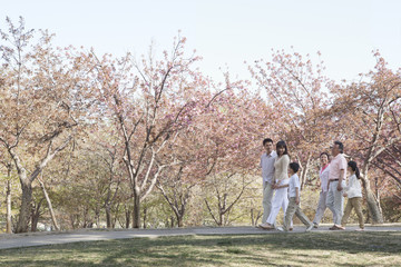 Multi-generational family taking a walk amongst the cherry trees in a park in springtime, Beijing
