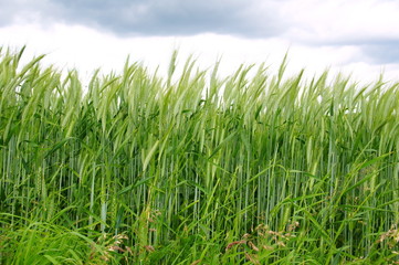 Fototapeta premium zielone pole jęczmienia