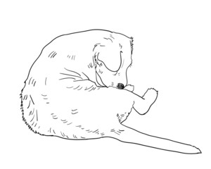 Little dog biting itself