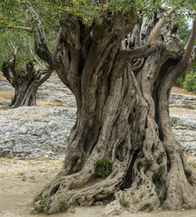 Fototapeta na wymiar Pont du Gard: stare drzewa oliwne