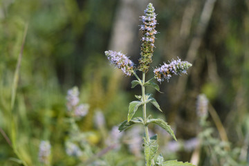Organic, wild water mint (Mentha aquatica)