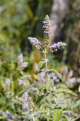 Organic, wild water mint (Mentha aquatica)