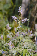 Organic, wild water mint (Mentha aquatica) © Marnel Tomić