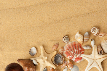 Fototapeta na wymiar seashells on sand
