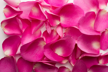 Rose petals.