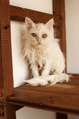 Funny wet white Persian kitten