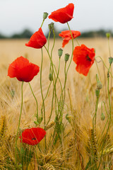 red poppies on the corn-field