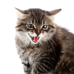 Portrait of an angry hissing cat.