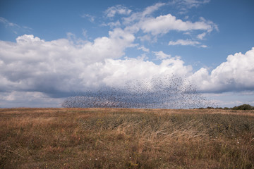 Fototapeta premium birds over the landscape