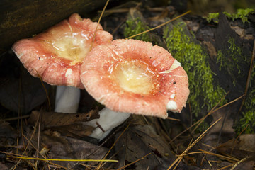 Russula Wild Mushrooms