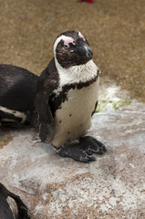 Naklejka premium African Penguin