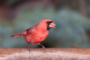 cardinal at the feeder eating seeds