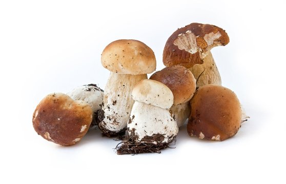 Mushroom Boletus edulis