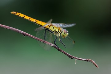 Sympetrum depressiusculum