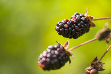 Wild Blackberries