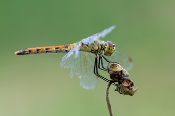 Sympetrum depressiusculum