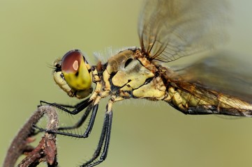 Sympetrum depressiusculum, femmina