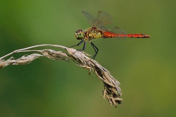 Sympetrum depressiusculum, maschio