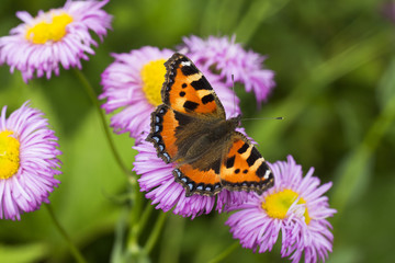 butterfly on the white background