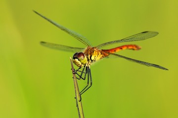 Sympetrum depressiusculum, maschio