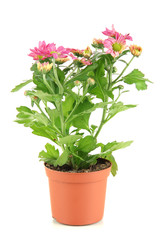 Beautiful flower in pot isolated on white