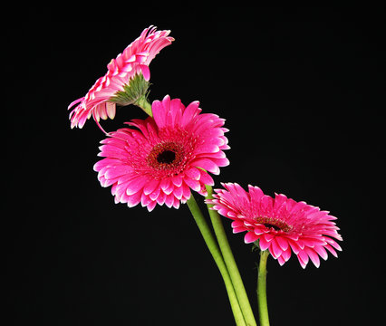Fototapeta Beautiful pink gerbera flowers on black background