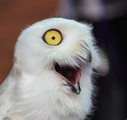 snowy owl 