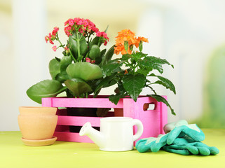 Beautiful flowers in pots on wooden table on natural background