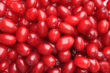 Fresh cornel berries, close up